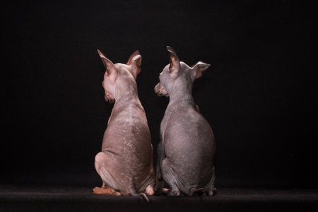 Maidens hairless doggies sit a back to the viewer on a table the covered black backgroundの写真素材