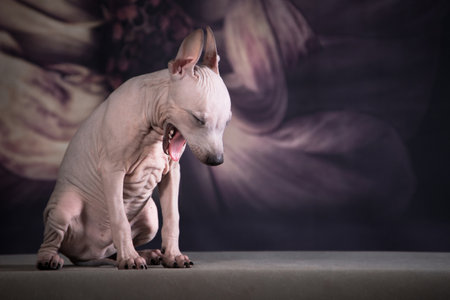 The puppy of the American hairless terrier yawns because he wanted to sleep, or is nervousの写真素材