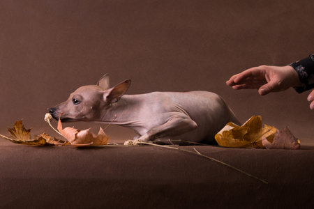 The puppy of a dog of breed the American hairless escapes by handの写真素材