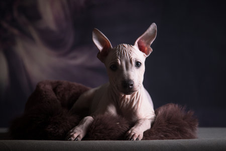 On a fur pillow the puppy of the American hairless terrier liesの写真素材