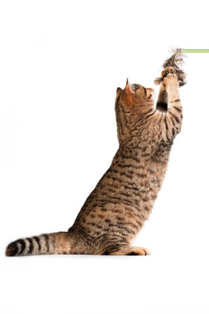 Vertical photo photo of brown black tabby striped cute adorable young british cat grabbing cat feather wand on white background in studio indoorsの写真素材