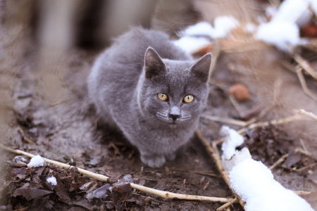Gray smoky short-haired stray domestic cat sitting on thawed earth mud near snow in winter with bokeh blur behind, outdoors in nature, horisontal photoの写真素材