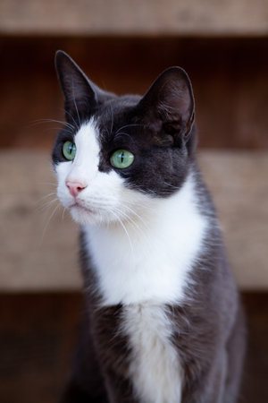 Vertical portrait of dark-smoky white-breasted short-haired cat outside in summer village against the backdrop of a shedの写真素材