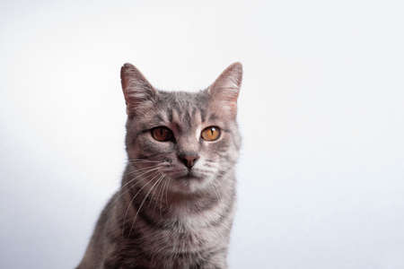 Portrait od gray striped shorthaired yellow-eyed domestic cat indoors near white wallの写真素材