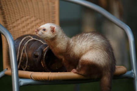 The young brisk animal ferret, sits next to a clay amphora on a wicker chair in the cottage outside the premises in the summerの写真素材