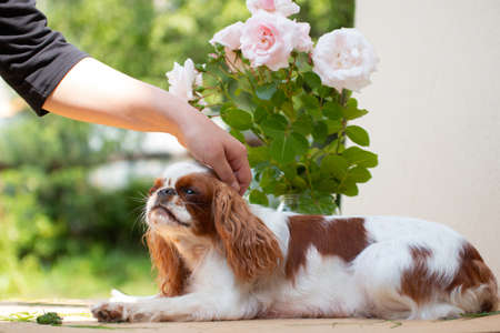 The white-red-colored dog breed Cavalier King Charles Spaniel is a stroking hand of man, against a background of flowers and beige cardboard, in summer, outsideの写真素材