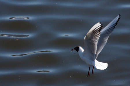 Lake river, black-headed, ordinary seagull with a black head, stretching out red legs, is going to...