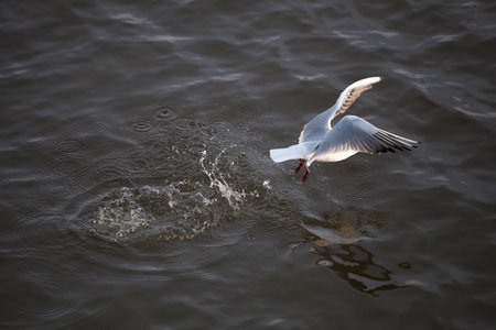 Lake river, black-headed, ordinary seagull with a black head, takes off from the water, creating a lot of shiny spray, horizontal photoの写真素材
