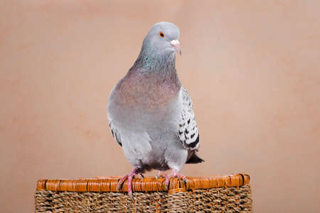 The blue beautiful pigeon sits on a wicker basket, turning its head, on a beige background, indoors, in the studio, horizontal photoの写真素材
