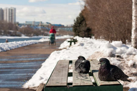 Two gray pigeons sit on a wooden bench in the park in the spring, with melting snow, on the embankment outside the premisesの写真素材