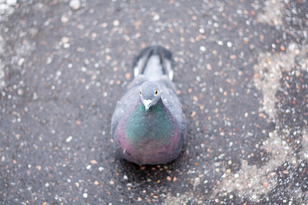 A lone pigeon sits on the gray wet asphalt in the middle, in the spring, in the back of the roomの写真素材