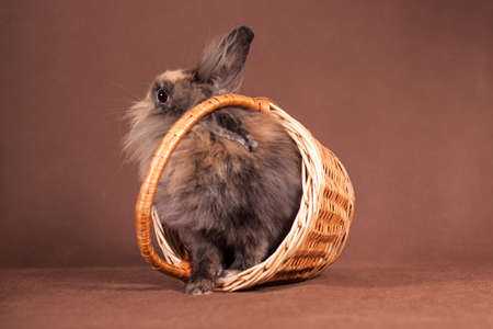 Fluffy creamy gray brown rabbit climbs out of a woven basket on a brown background indoors in the studioの写真素材