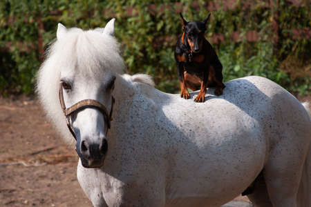 A miniature pincher dog sits on the back of a white pony that has turned its head, in the summer outside, horizontal photoの写真素材