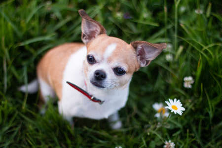 Chihuahua dog spotted red-white color, view from above on the grass with daisiesの写真素材