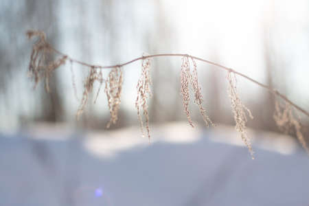 A branch of a dried-up herbaceous plant with seeds on a background of snow in winter, on a blurred natural backgroundの写真素材