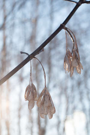 A branch of an ash maple tree, with seeds, against the background of forest winter nature in blur,...
