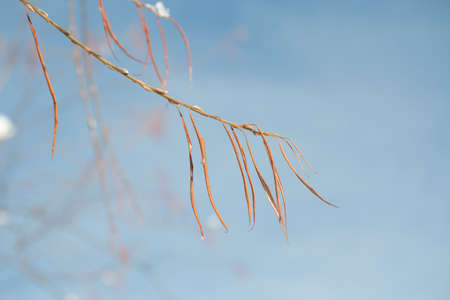 A branch of a willow tree with dry yellow-orange foliage foliage against a blue sky, in winter,...
