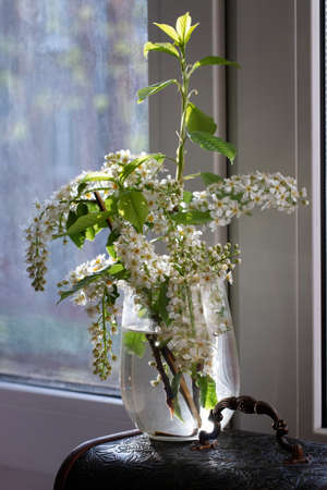 Branch with flowers Prunus padus on the windowsill in a transparent vessel, against the background...
