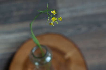 A small yellow arugula flower stands on a tree saw in the room, horizontal photo