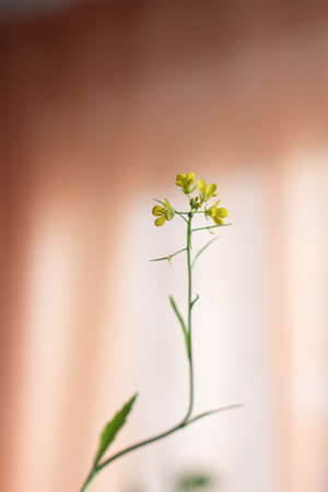 Small yellow arugula flower on the background of a pale orange curtain, vertical photoの写真素材