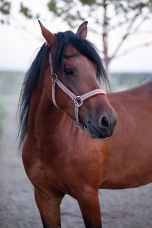 Close-up photo of a black mare with a black mane in the open airの写真素材