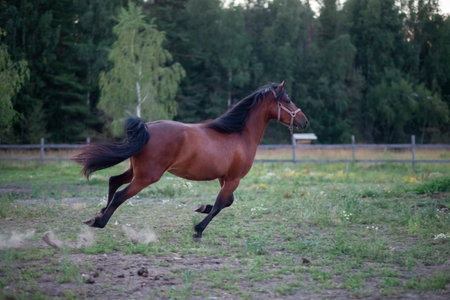 A black-maned mare gallops in the open air in the summer with dust from under her hooves.の写真素材