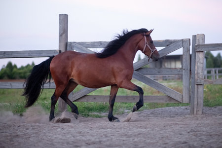 A running bay mare with a black mane, walks in the levada in the summer outdoors