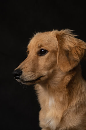 Portrait of a red long-haired dog on a black background indoors in the studioの写真素材