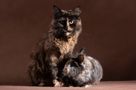 Tortoiseshell Maine sitting next to cute rabbitの写真素材