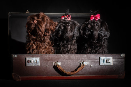 Three small black decorative dog with long curly hair breed Russian colored lapdog in suitcase on...