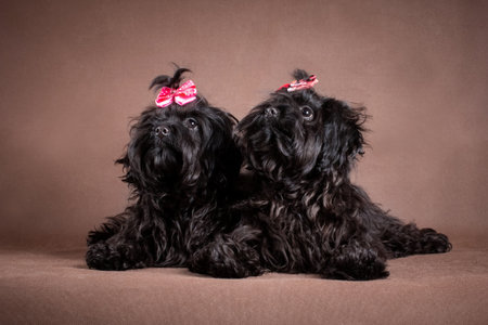 Two black dogs with red bows lying on a brown background in a studio room