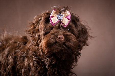 Brown curly long-haired dog breed Russian colored lapdog with bow on brown background in studioの写真素材