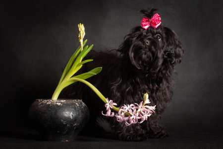Small decorative dog of black color with long curly hair, next to a hyacinth flower on a black background in the studioの写真素材