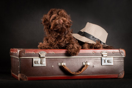 Small decorative dog with long curly hair lying on a retro suitcase and getting ready for a trip