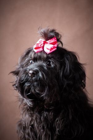 Small Black Decorative Dog with Long Curly Hair of Russian Colored lapdog Breed on a Brown Backgroundの写真素材