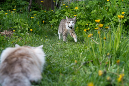 A white cat with gray spots lurked and met a tabby cat, a conflict is brewing among the grassの写真素材