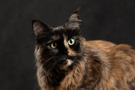 Brown Maine cat on black background indoorsの写真素材