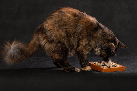 Brown Maine cat touching abacus with paw on black backgroundの写真素材