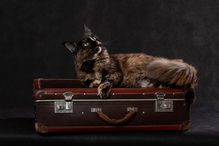 A brown Maine cat lies on a suitcase and is going on a tripの写真素材