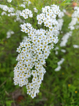 A cluster of delicate white flowers blooms beautifully in a lush green garden, creating a serene and...