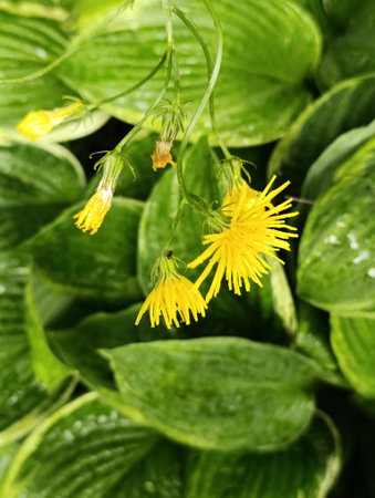 Bright yellow flowers bloom vibrantly amidst lush green foliage, creating a striking and lively...