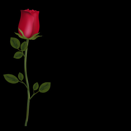 Vector photo-realistic, highly detailed flower of red rose isolated on black background with copy space. Beautiful bud of red rose on long stem. Clip art for valentines, love, wedding, postcard designのイラスト素材