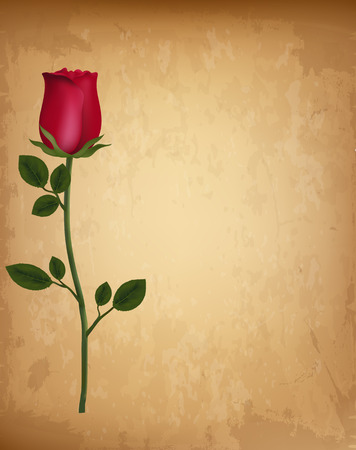 Single red realistic rose on old vintage paper parchment backdrop. Template for greeting card, invitation. Valentines love wedding background with space for text. Highly detailed vector illustration.のイラスト素材