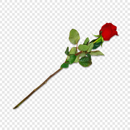 Photo Realistic, Highly Detailed Red Rose on Long Stem Isolated on Transparent Background. Beautiful Bud of Flower. Clip Art for Valentines, Love, Wedding Birthday Greeting Card. Vector Illustrationのイラスト素材