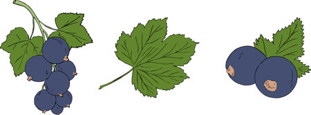 illustration of berries and leaves of black currantのイラスト素材