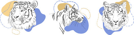 tiger illustrations sketches and abstract figuresのイラスト素材