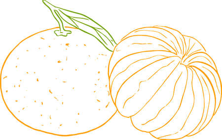 outline of a colored tangerine with a leafのイラスト素材