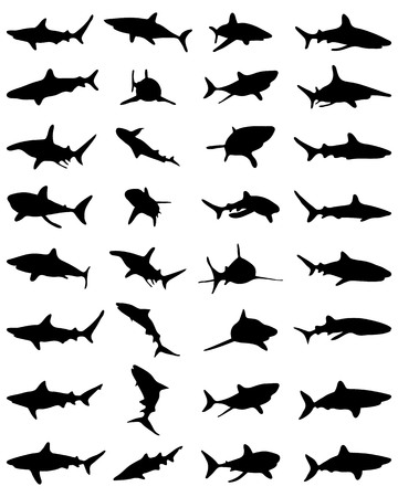Black shark silhouettes on the white background, vectorのイラスト素材