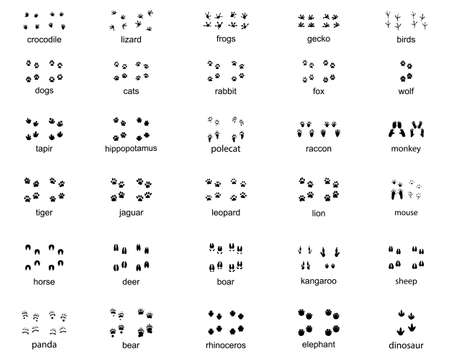Set of footprints of wild animals on a white backgroundのイラスト素材