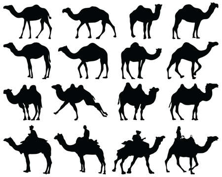 Black silhouettes of camels on a white backgroundのイラスト素材